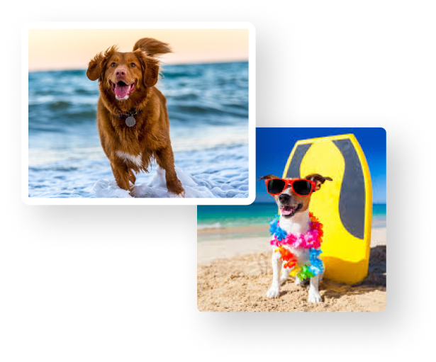 shower2pet missionSeaDogs