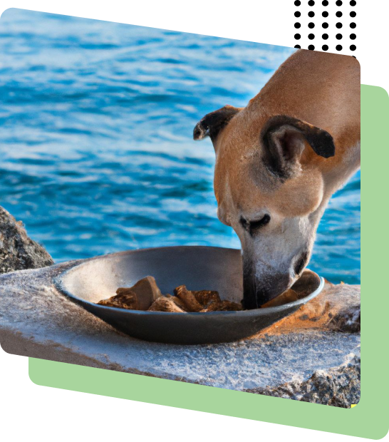 shower2pet missionSeaDogs